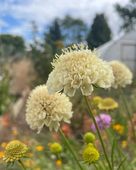 Scabious Imperial Mix Seeds - Dandys Landscape Supplies