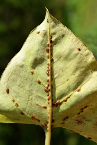 Scale Control Nematodes (Steinernema Feltiae/Carpocapsae mix) - Dandys Landscape Supplies