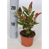 Scarletta Switch Ivy - Dandys Landscape Supplies