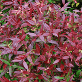 Scarletta Switch Ivy - Dandys Landscape Supplies