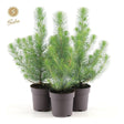 Silver Crest Pine Mini Christmas Tree - Dandys Landscape Supplies