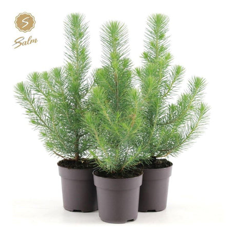 Silver Crest Pine Mini Christmas Tree - Dandys Landscape Supplies