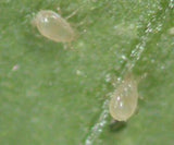 Slow release sachets for Red Spider Mite (Amblyseius Andersoni) - Dandys Landscape Supplies