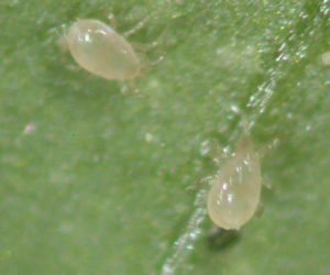 Slow release sachets for Red Spider Mite (Amblyseius Andersoni) - Dandys Landscape Supplies