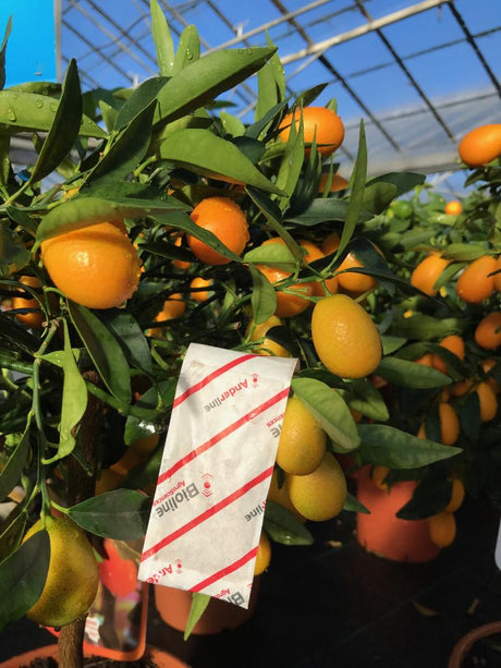 Slow release sachets for Red Spider Mite (Amblyseius Andersoni) - Dandys Landscape Supplies