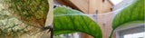 Slow release sachets for Red Spider Mite (Amblyseius Andersoni) - Dandys Landscape Supplies
