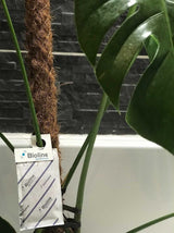 Slow Release Sachets for Thrips (Amblyseius cucumeris) - Dandys Landscape Supplies