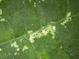 Slow Release Sachets for Thrips (Amblyseius cucumeris) - Dandys Landscape Supplies