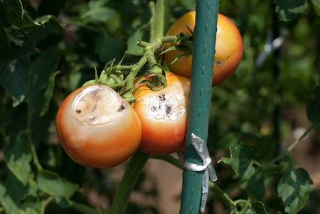 Slow Release Sachets for Thrips (Amblyseius cucumeris) - Dandys Landscape Supplies