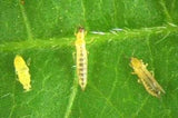 Slow Release Sachets for Thrips (Amblyseius cucumeris) - Dandys Landscape Supplies