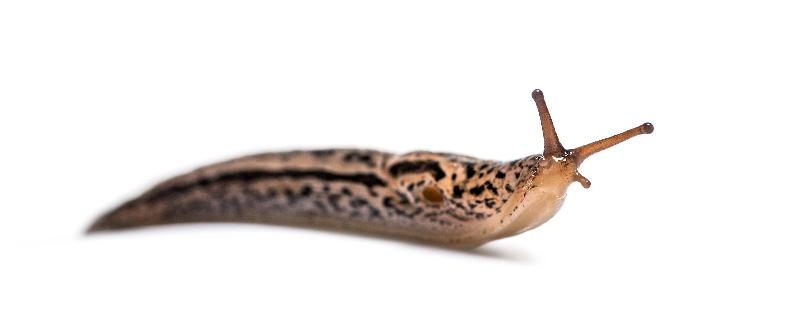 Slug Control Nematodes 100 sqm - Dandys Landscape Supplies