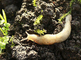 Slug Control Nematodes (40 sqm) - Dandys Landscape Supplies