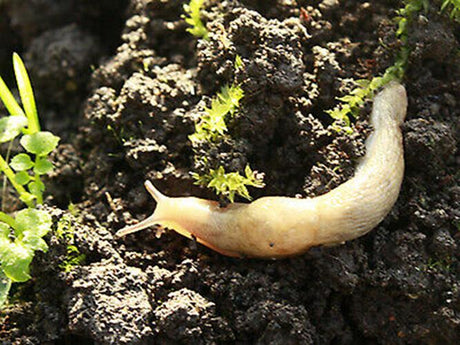 Slug Control Nematodes (40 sqm) - Dandys Landscape Supplies