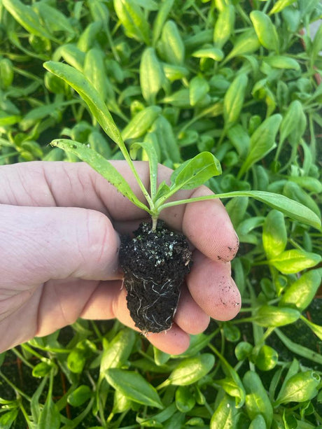 Spinach Plug Plants "Grow Your Own" Salads **Letterbox & Eco Friendly Packaging** - Dandys Landscape Supplies