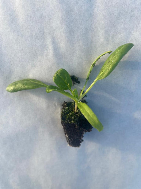 Spinach Plug Plants "Grow Your Own" Salads **Letterbox & Eco Friendly Packaging** - Dandys Landscape Supplies