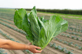 Spring Cabbage Plug Plants - "Grow Your Own" Vegetables **Letterbox Friendly** - Dandys Landscape Supplies