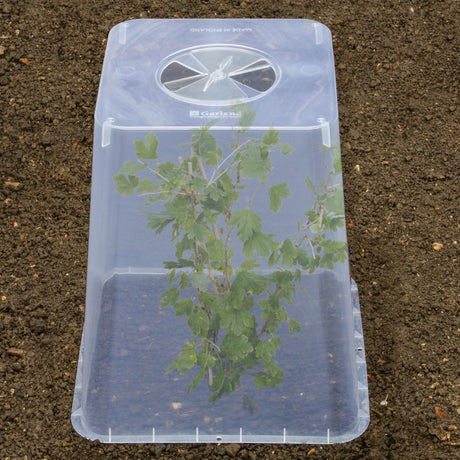 Square Cloche Cover 32cm – Recycled Plastic Cold Frame for Ground Protection | Garland - Dandys Landscape Supplies
