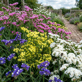 Statice Hipster Mixed - Dandys Landscape Supplies