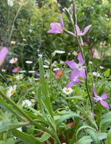 Stocks Night Scented Seeds - Dandys Landscape Supplies