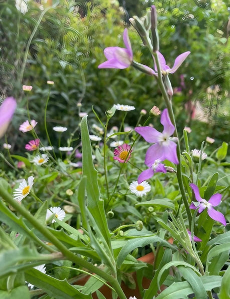 Stocks Night Scented Seeds - Dandys Landscape Supplies