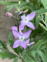 Stocks Night Scented Seeds - Dandys Landscape Supplies