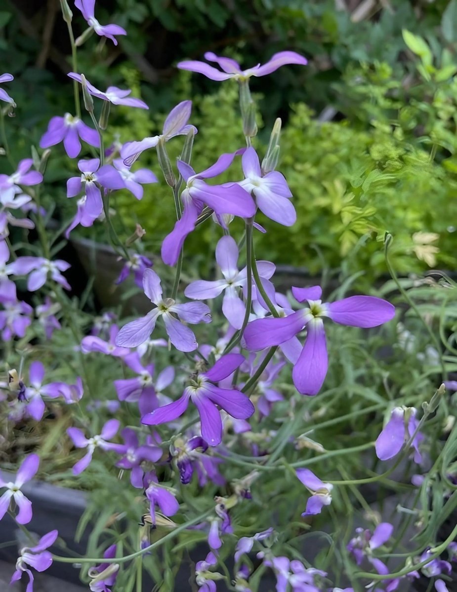 Stocks Night Scented Seeds - Dandys Landscape Supplies