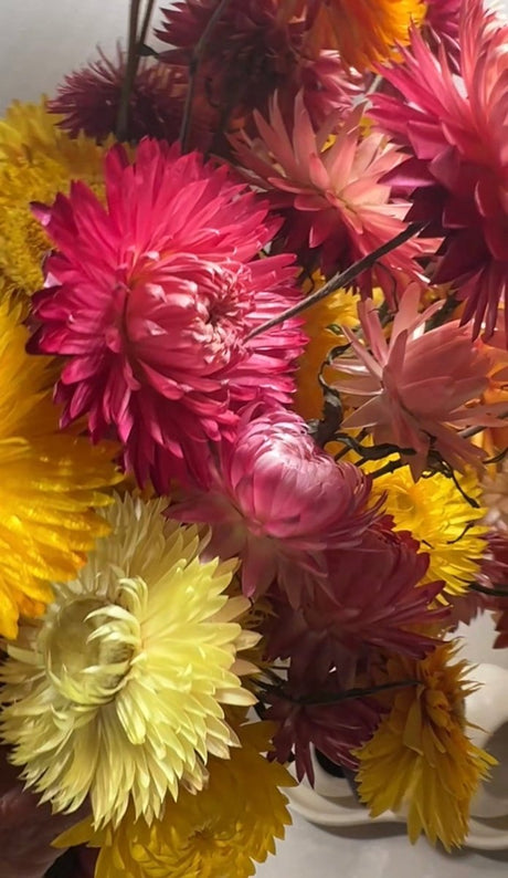 Strawflower Helichrysum Swiss Giant Mix - Dandys Landscape Supplies