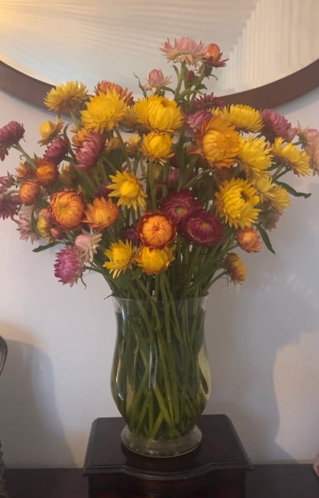 Strawflower Helichrysum Swiss Giant Mix - Dandys Landscape Supplies