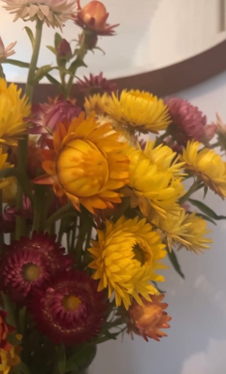 Strawflower Helichrysum Swiss Giant Mix - Dandys Landscape Supplies