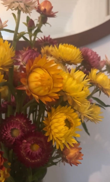 Strawflower Helichrysum Swiss Giant Mix - Dandys Landscape Supplies