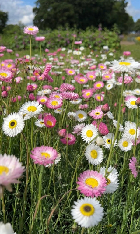 Strawflower Helipterum Roseum Mixed - Dandys Landscape Supplies