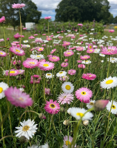 Strawflower Helipterum Roseum Mixed - Dandys Landscape Supplies