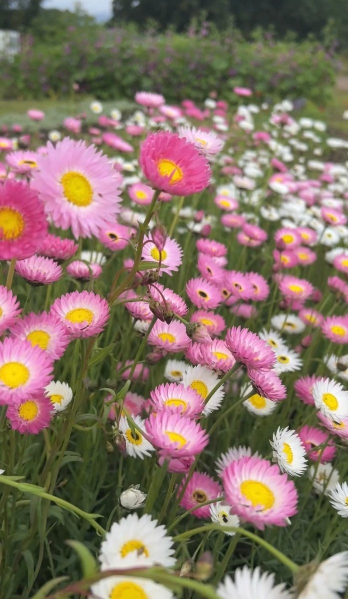 Strawflower Helipterum Roseum Mixed - Dandys Landscape Supplies