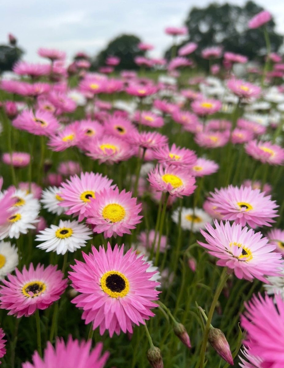 Strawflower Helipterum Roseum Mixed - Dandys Landscape Supplies