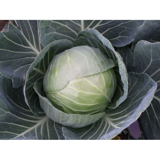 Summer Cabbage Plug Plants "Grow Your Own" Vegetables **Letterbox Friendly** - Dandys Landscape Supplies