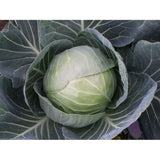 Summer Cabbage Plug Plants "Grow Your Own" Vegetables **Letterbox Friendly** - Dandys Landscape Supplies