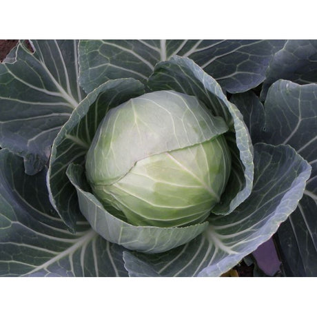 Summer Cabbage Plug Plants "Grow Your Own" Vegetables **Letterbox Friendly** - Dandys Landscape Supplies