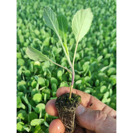 Summer Cabbage Plug Plants "Grow Your Own" Vegetables **Letterbox Friendly** - Dandys Landscape Supplies