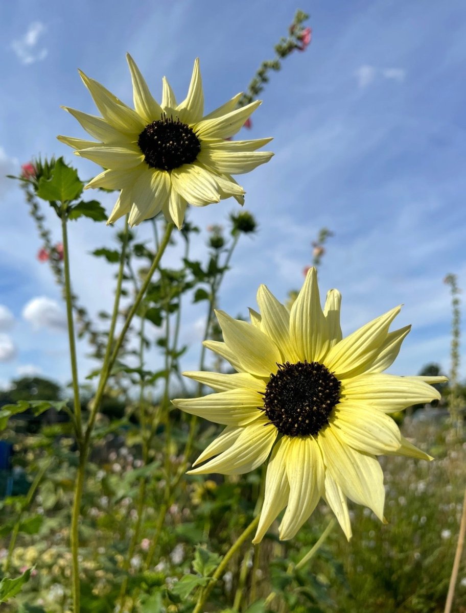 Sunflower Vanilla Ice - Dandys Landscape Supplies