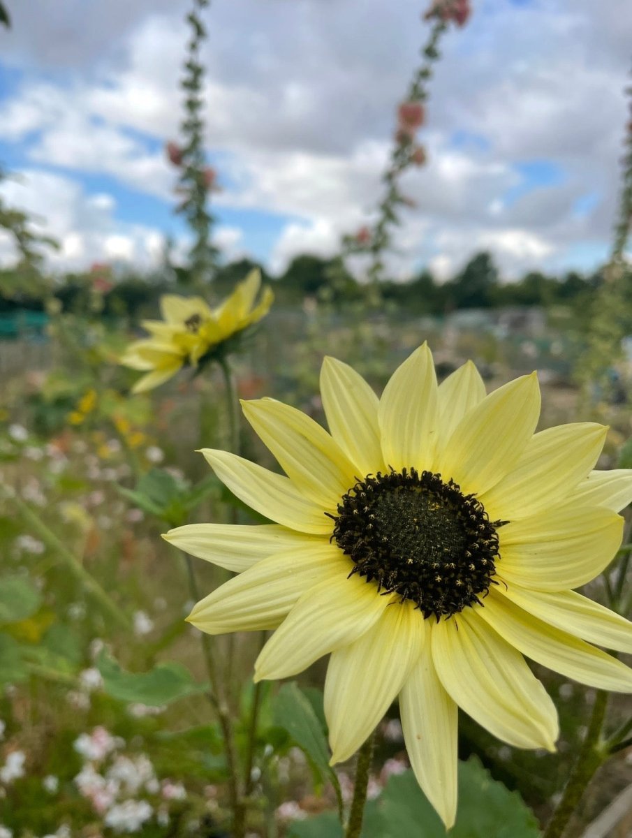 Sunflower Vanilla Ice - Dandys Landscape Supplies