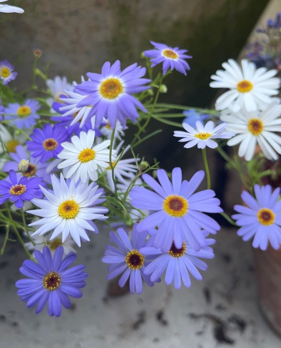 Swan River Daisies Mixed - Dandys Landscape Supplies