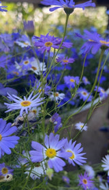 Swan River Daisies Mixed - Dandys Landscape Supplies