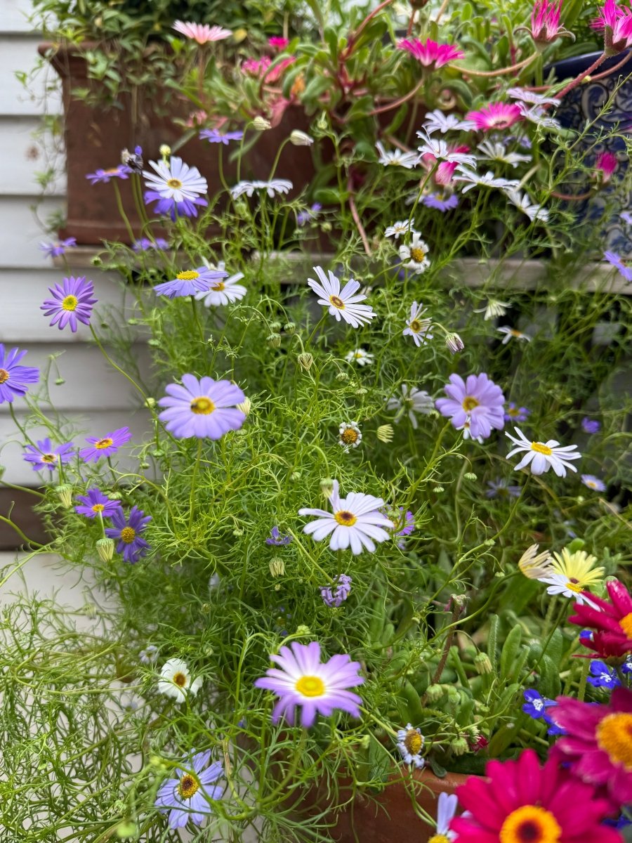 Swan River Daisies Mixed - Dandys Landscape Supplies
