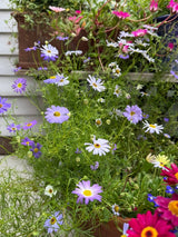 Swan River Daisies Mixed - Dandys Landscape Supplies