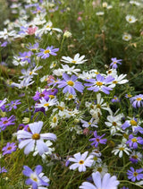 Swan River Daisies Mixed - Dandys Landscape Supplies