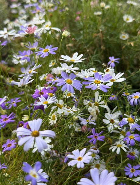 Swan River Daisies Mixed - Dandys Landscape Supplies