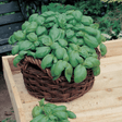 Sweet Basil Herb Seeds - Dandys Landscape Supplies