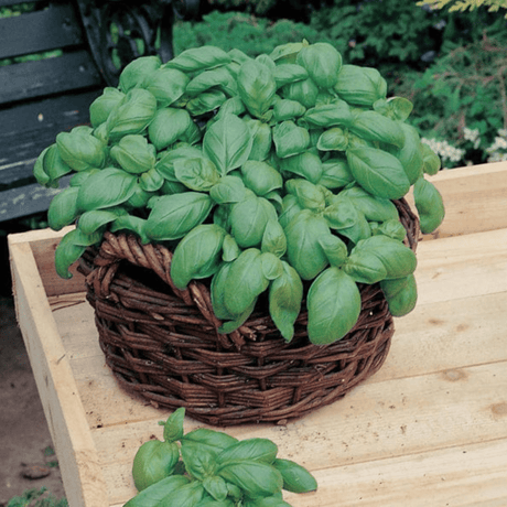 Sweet Basil Herb Seeds - Dandys Landscape Supplies