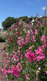 Sweet Pea Bishy Barnabee Mix - Dandys Landscape Supplies