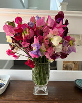 Sweet Pea Bishy Barnabee Mix - Dandys Landscape Supplies